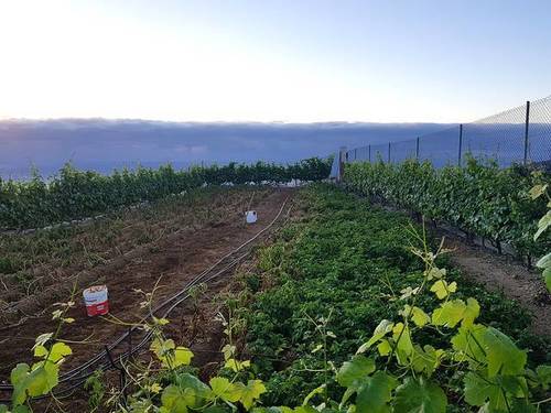 imagen 1 de Venta de finca rústica con vivienda en Güímar