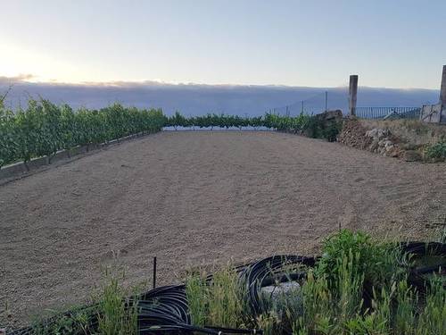imagen 5 de Venta de finca rústica con vivienda en Güímar