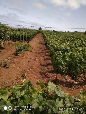 imagen 1 de Venta de finca con vivienda y viñedo en El Sauzal (Tenerife)
