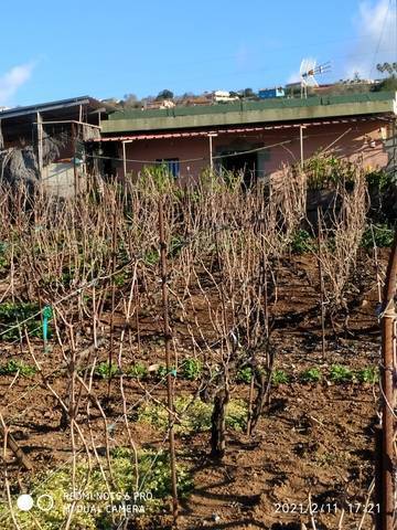 imagen 2 de Venta de finca con vivienda y viñedo en El Sauzal (Tenerife)