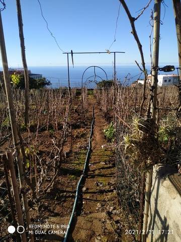 imagen 4 de Venta de finca con vivienda y viñedo en El Sauzal (Tenerife)