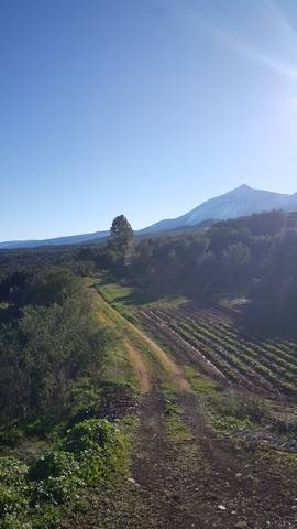 imagen 1 de Venta de finca con cuarto de aperos en  San José de los Llanos (Tenerife)
