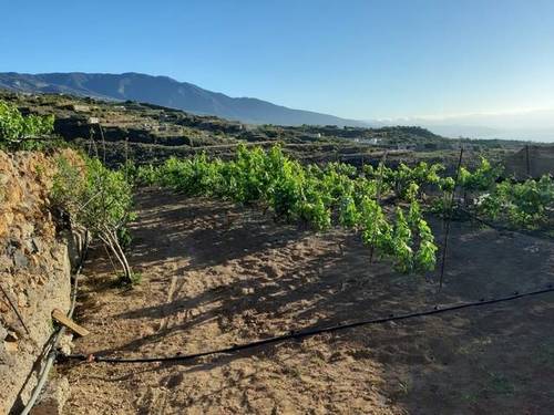 imagen 2 de Venta de terreno rústico en Güímar (Tenerife)