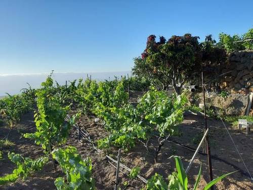 imagen 1 de Venta de terreno rústico en Güímar (Tenerife)