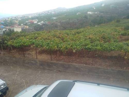 imagen 2 de Venta de finca con viñedo en Santa Úrsula (Tenerife)