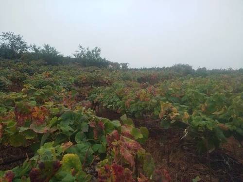 imagen 3 de Venta de finca con viñedo en Santa Úrsula (Tenerife)