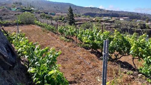 imagen 1 de Venta de preciosa finca con viñedo en La Vera de Erques (Tenerife)