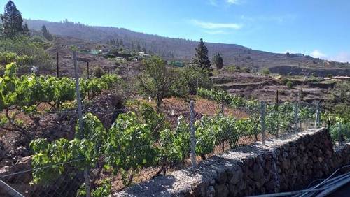 imagen 2 de Venta de preciosa finca con viñedo en La Vera de Erques (Tenerife)