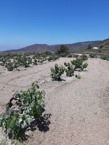 imagen 3 de Venta de precios finca con vivienda y terreno en Granadilla