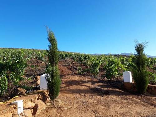 imagen 4 de Venta de finca con viñedos en Vilaflor (Tenerife)
