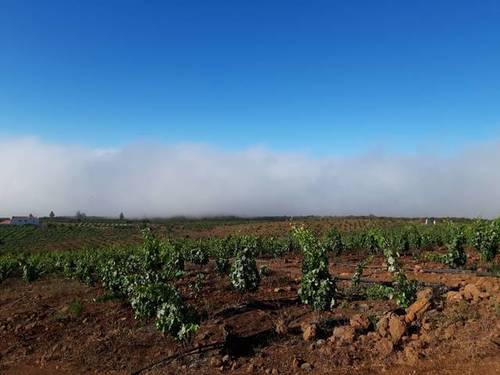 imagen 5 de Venta de finca con viñedos en Vilaflor (Tenerife)