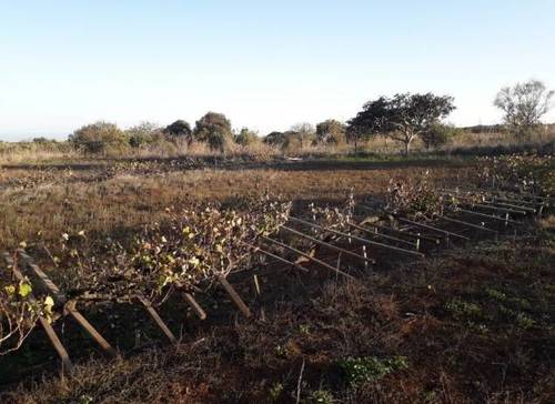 imagen 1 de Venta de finca rústica con viñas  centenarias en La Esperanza (Tenerife)