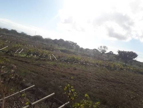 imagen 2 de Venta de finca rústica con viñas  centenarias en La Esperanza (Tenerife)