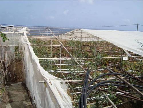 imagen 1 de Venta de finca con invernadero y vivienda en Valle Guerra (Tenerife)
