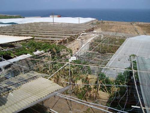imagen 2 de Venta de finca con invernadero y vivienda en Valle Guerra (Tenerife)