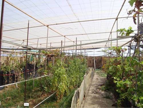 imagen 4 de Venta de finca con invernadero y vivienda en Valle Guerra (Tenerife)