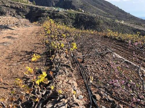imagen 1 de Venta de terreno rústico con agua en Santiago del Teide (Tenerife)