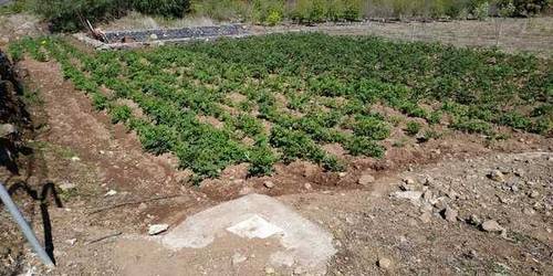 imagen 3 de Venta de terreno con frutales, luz y riego en Buenavista del Norte (Tenerife)