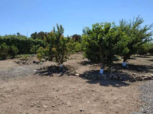 imagen 4 de Venta de terreno con frutales, luz y riego en Buenavista del Norte (Tenerife)
