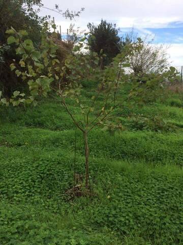 imagen 1 de Venta de terreno con frutales en La Guancha (Tenerife)