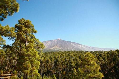 imagen 3 de Venta de terreno con frutales en La Guancha (Tenerife)