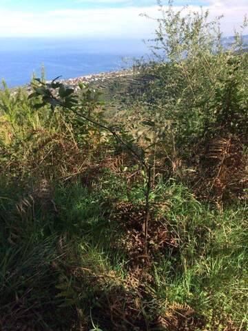 imagen 5 de Venta de terreno con frutales en La Guancha (Tenerife)