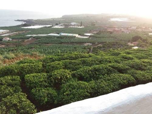 imagen 1 de Venta de finca con frutales en Buenavista del Norte (Tenerife)