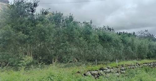 imagen 1 de Venta de parcela con olivos en ecológico en  San Andrés y Sauces (Tenerife)