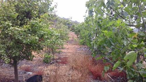 imagen 6 de Venta de finca con vivienda en El Tanque (Tenerife)
