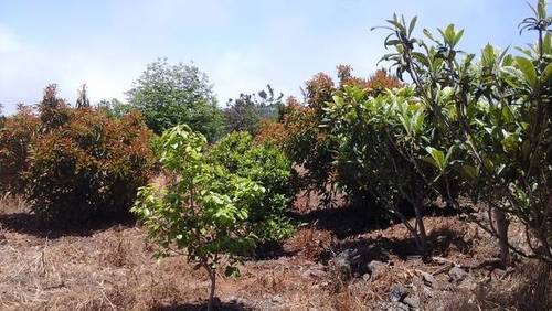 imagen 7 de Venta de finca con vivienda en El Tanque (Tenerife)