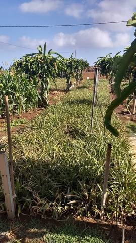 imagen 1 de Venta de finca de cultivo de piña tropical
