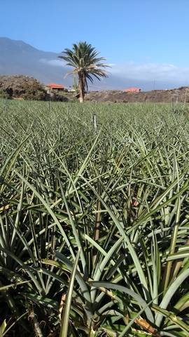 imagen 3 de Venta de finca de cultivo de piña tropical