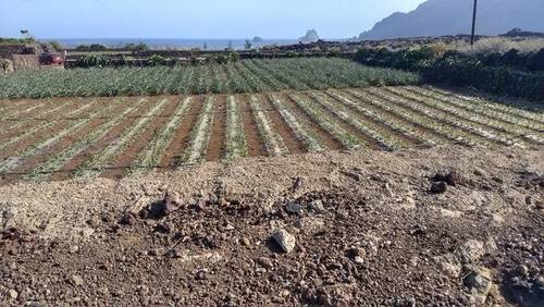 imagen 2 de Venta de finca de cultivo de piña tropical
