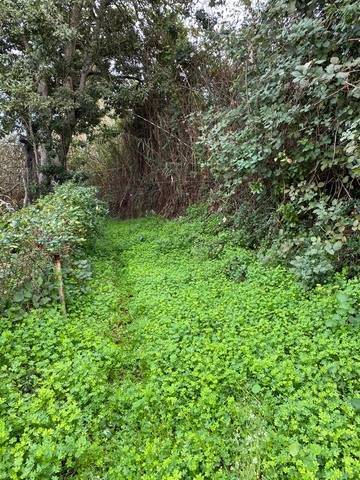 imagen 3 de Venta de finca con luz y agua en Agua García (Tenerife)