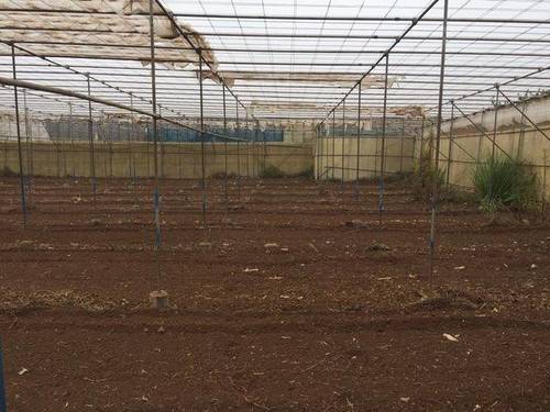 imagen 2 de Venta de invernadero ecológico en Tegueste (Tenerife)