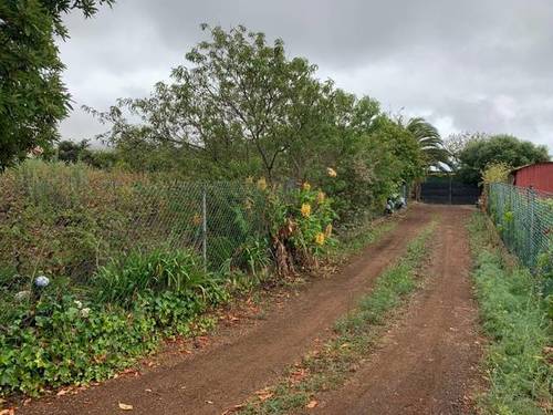 imagen 4 de Venta de viñedo con bodega en Tacoronte (Tenerife)