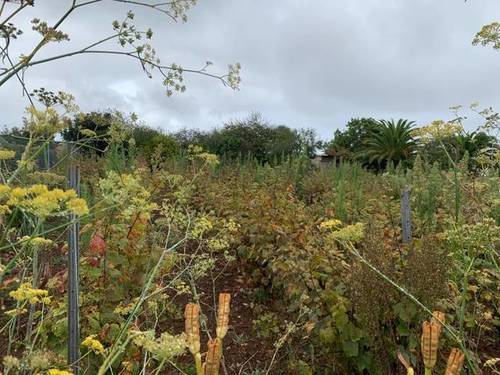 imagen 3 de Venta de viñedo con bodega en Tacoronte (Tenerife)