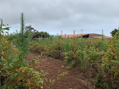 imagen 5 de Venta de viñedo con bodega en Tacoronte (Tenerife)