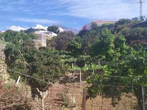 imagen 1 de Venta de terreno con frutales y antiguo lagar en Icod de los Vinos (Tenerife)