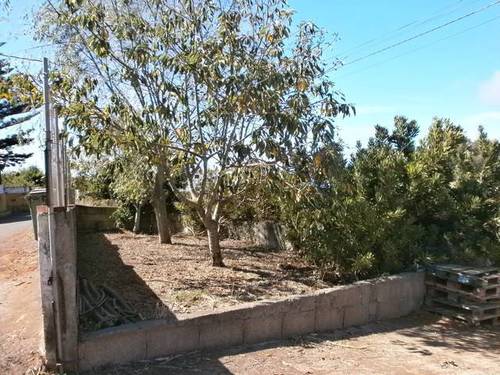 imagen 3 de Venta de terreno vallado con frutales en Tacoronte (Tenerife)