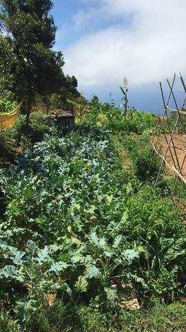 imagen 5 de Venta de terreno con cabaña y vistas al mar San Juan de la Rambla (Tenerife)
