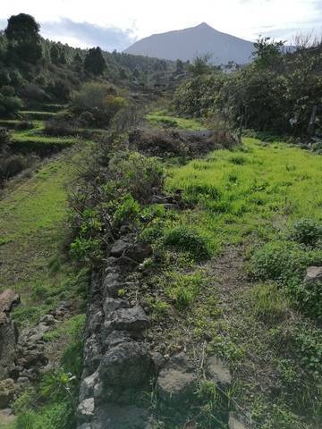 imagen 4 de Venta de terreno rústico cn cuarto de aperos en Icod de los Vinos (Tenerife)