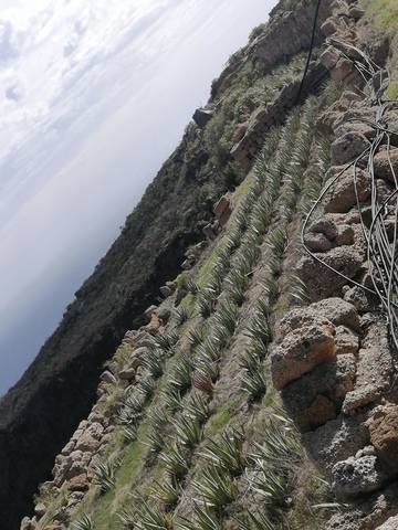 imagen 5 de Venta de terreno con casa cueva en Tenerife