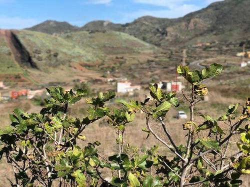 imagen 2 de Venta de finca rústica ideal para plantar viñedo en Buenavista del Norte