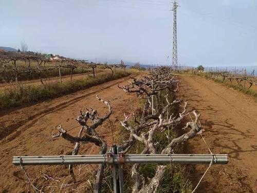 imagen 1 de Venta de viñedo en El Sauzal (Tenerife)