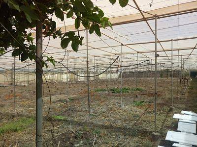 imagen 2 de Venta de invernadero en San Cristóbal de la Laguna
