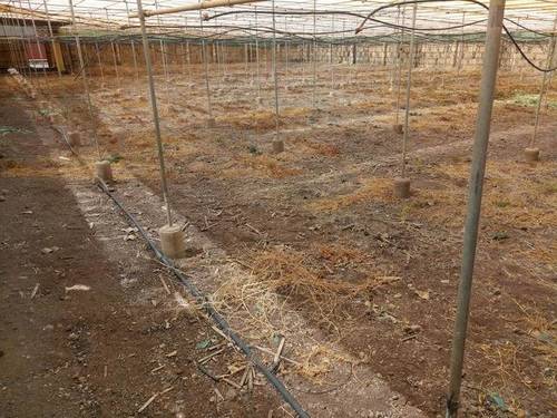imagen 1 de Venta de invernadero en San Cristóbal de la Laguna