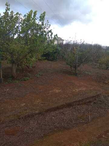 imagen 1 de Venta de finca vallada con frutales en La Esperanza (Tenerife)