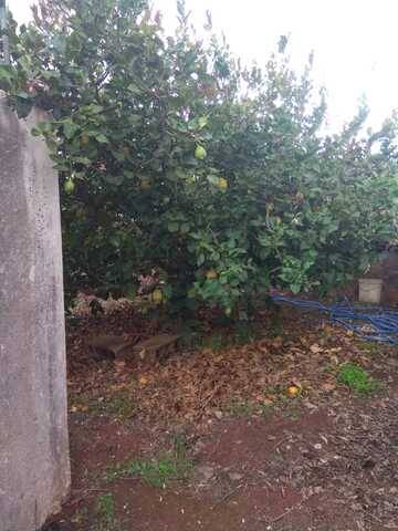 imagen 1 de Venta de finca vallada con frutales en La Esperanza (Tenerife)