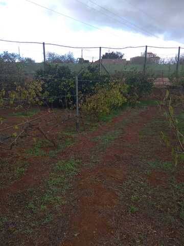 imagen 2 de Venta de finca vallada con frutales en La Esperanza (Tenerife)